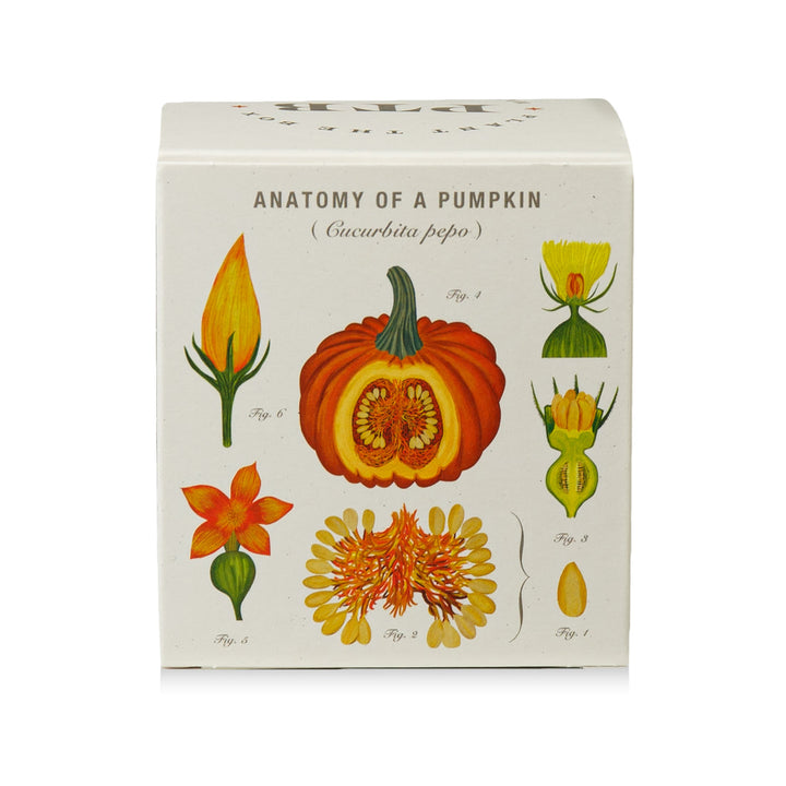 Half Moon Pumpkin Plant The Box Candle