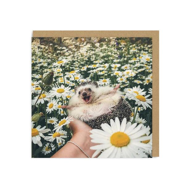 Hedgehog Daisy Field Greeting Card