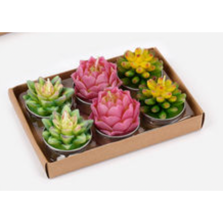 Cactus & Succulent T-light Set - Multicolor Succulents