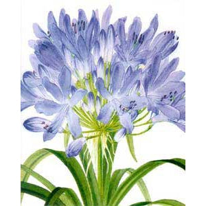 Agapanthus Blank Greeting Card