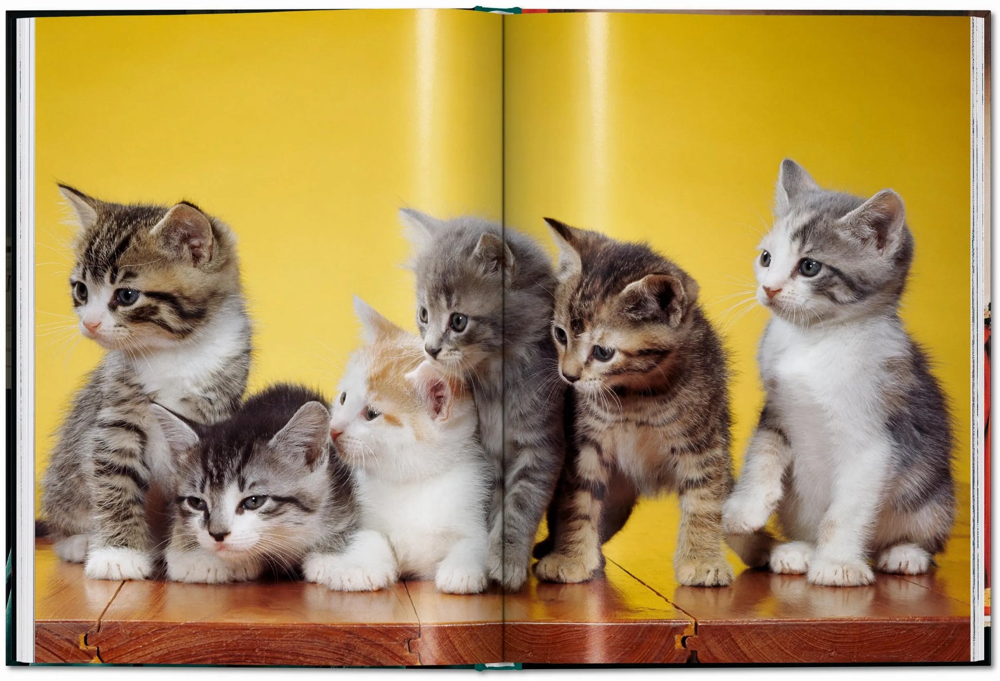 ICONS: Walter Chandoha - Cats: Photographs 1942-2018 - Just Fabulous Palm Springs