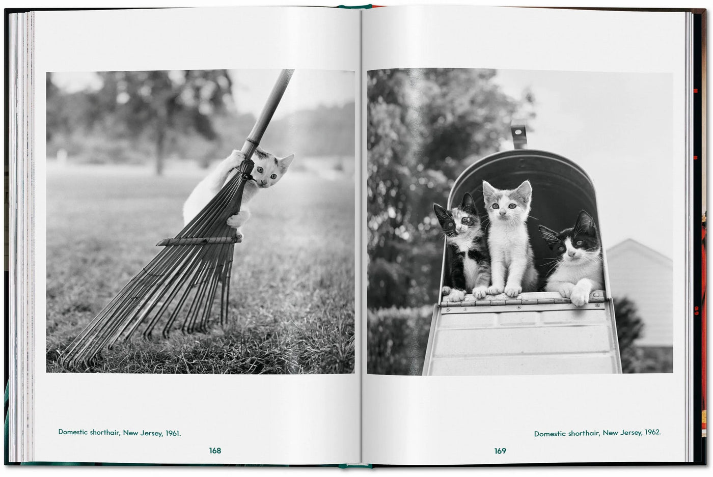 PO: Walter Chandoha - Cats: Photographs 1942-2018