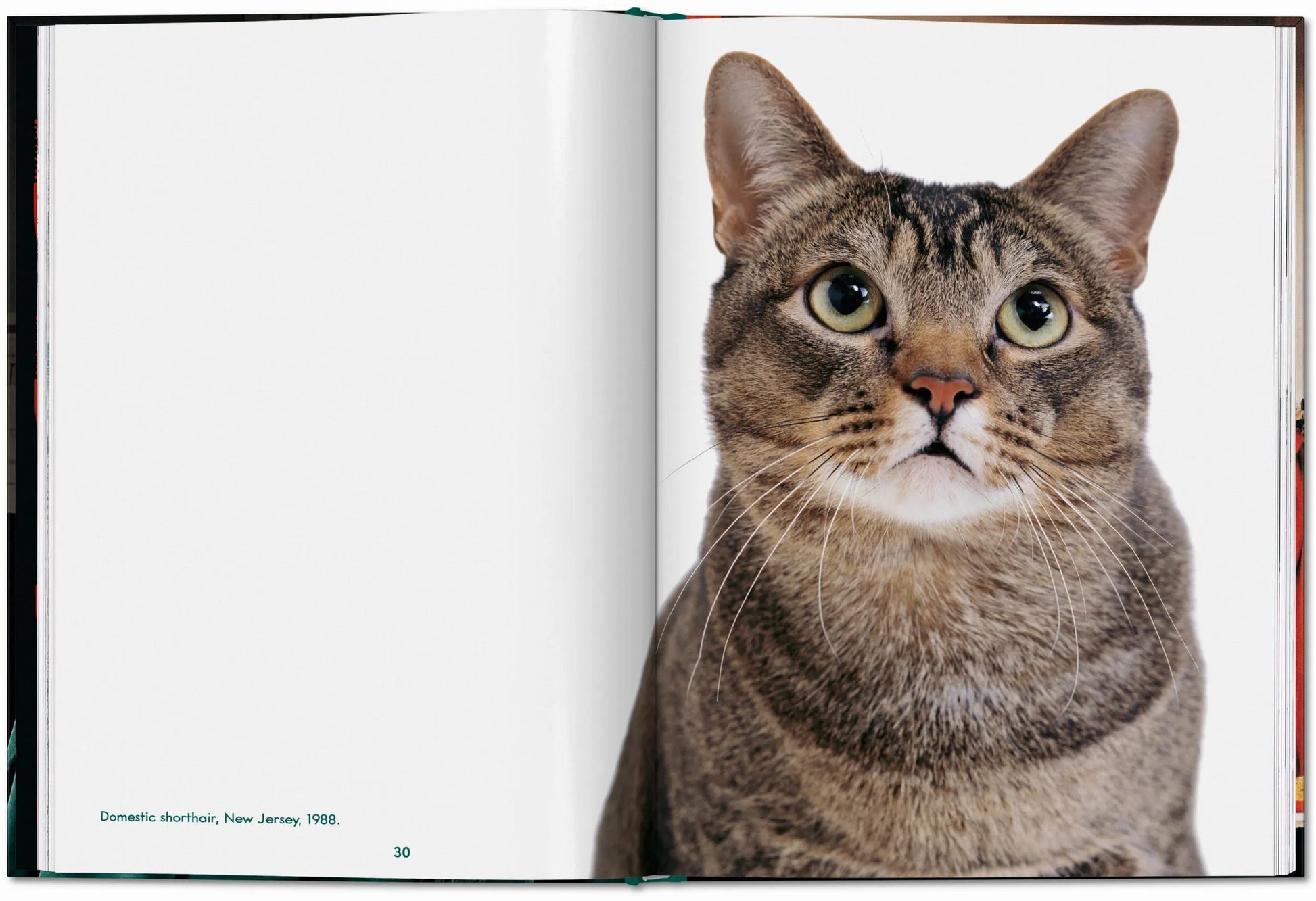 ICONS: Walter Chandoha - Cats: Photographs 1942-2018 - Just Fabulous Palm Springs