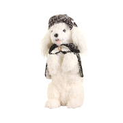 Mini Poodle - Begging On Hind Legs