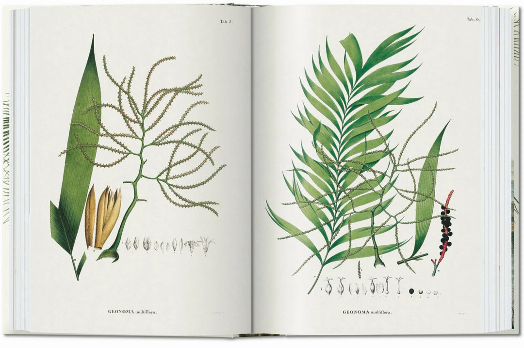 45th Anniversary: The Book Of Palms