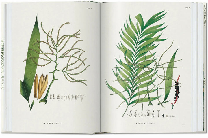 45th Anniversary: The Book Of Palms