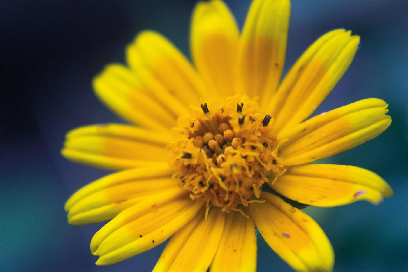 Wildflowers