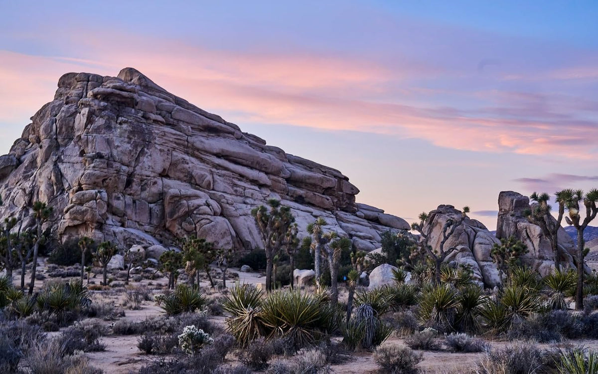 La Copine: New California Cooking From An Oasis In The Desert