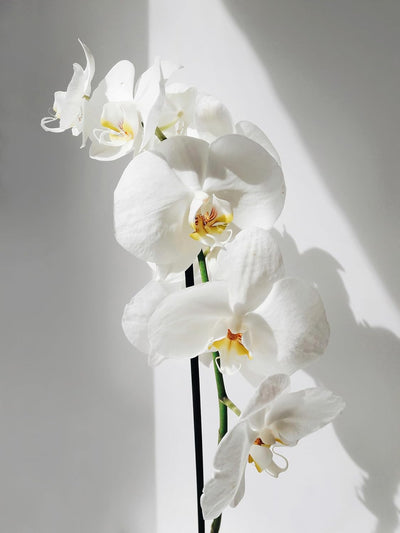 Orchids