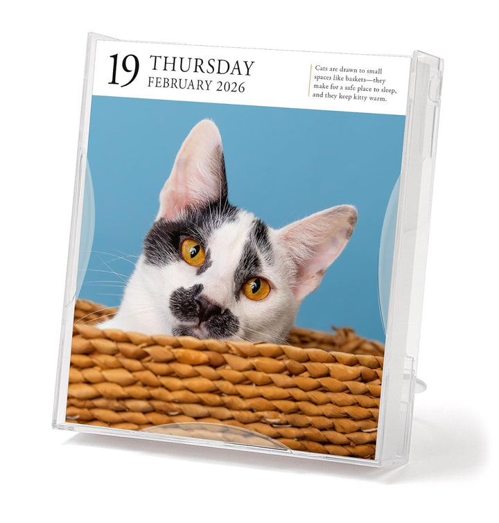 Page-A-Day Gallery Calendar 2026: Cats