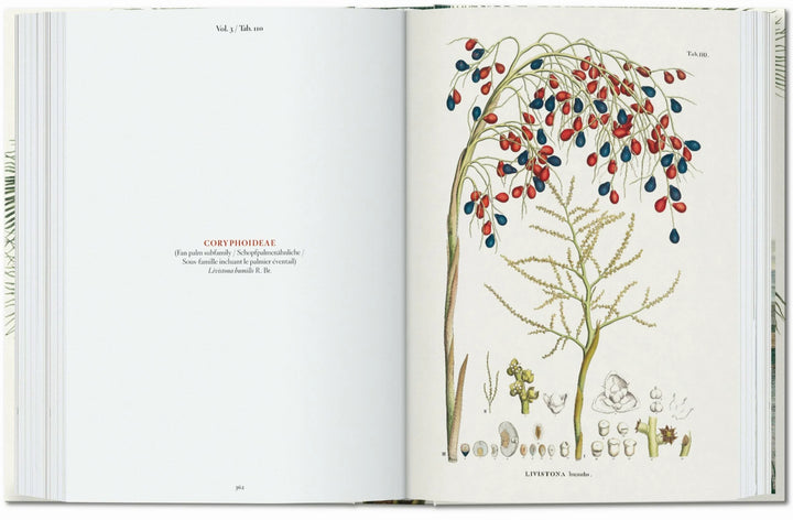 45th Anniversary: The Book Of Palms
