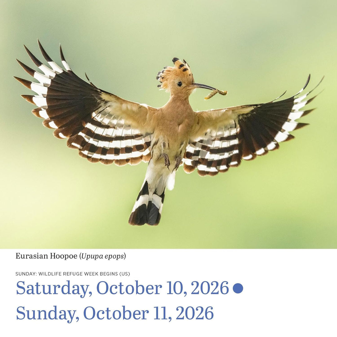 Page-A-Day Calendar 2026: Audubon Birds