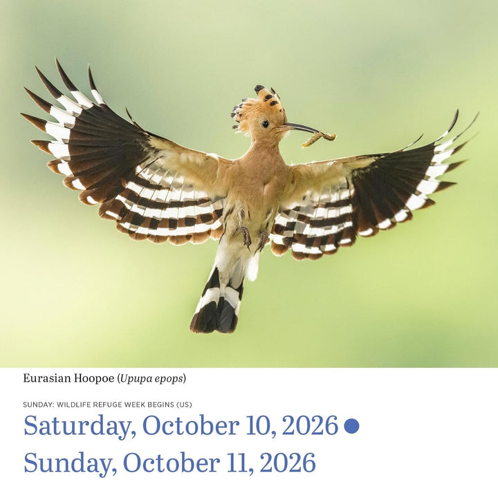 Page-A-Day Calendar 2026: Audubon Birds