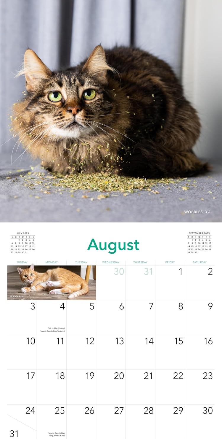 Cats On Catnip Wall Calendar 2025