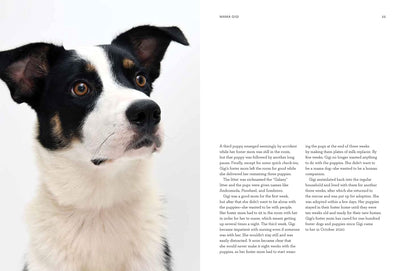 Forever Home: The Inspiring Tales Of Rescue Dogs