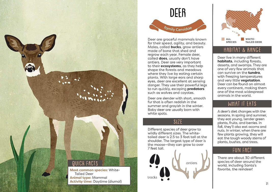 A Kid's Guide To Backyard Animals