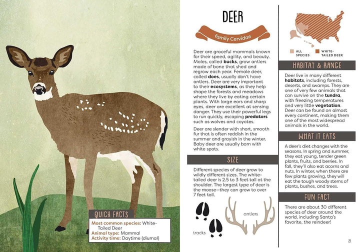 A Kid's Guide To Backyard Animals
