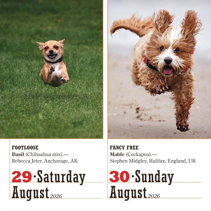 Page-A-Day Calendar 2026: 365 Dogs