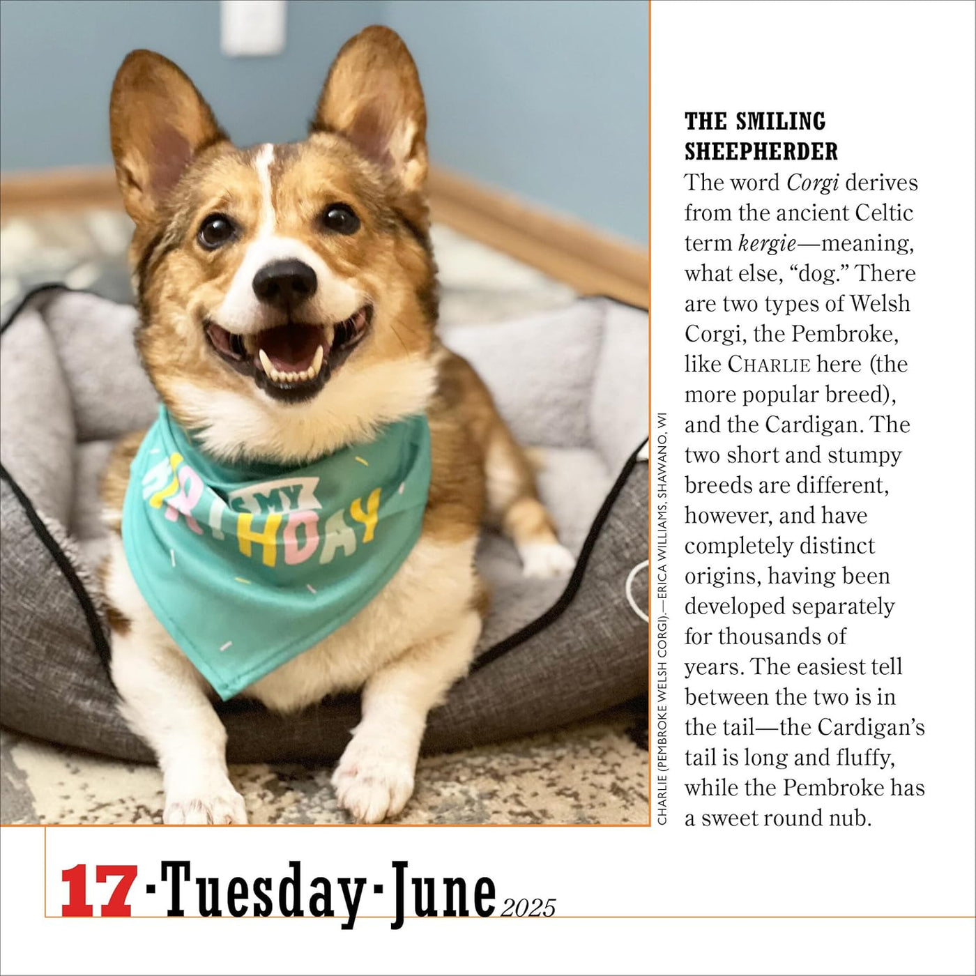 365 Dogs Page-A-Day Calendar 2025