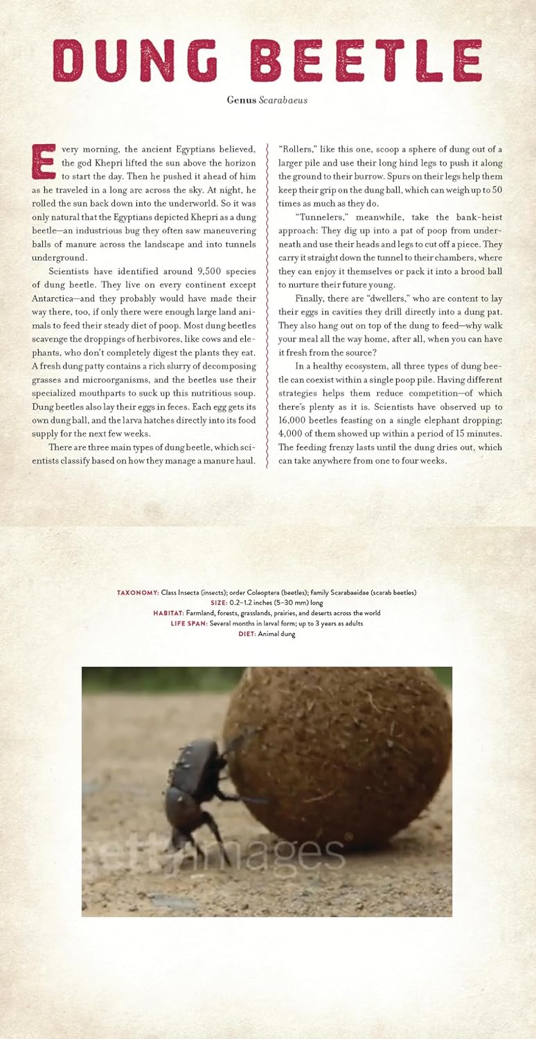 Bugs - Photicular Book