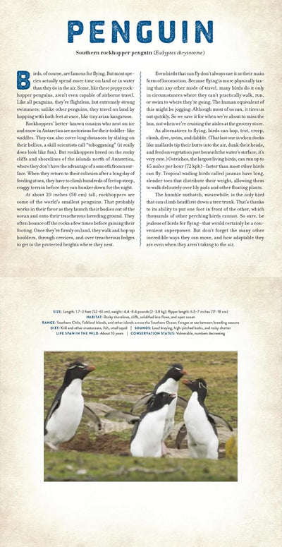 Birds - Photicular Book