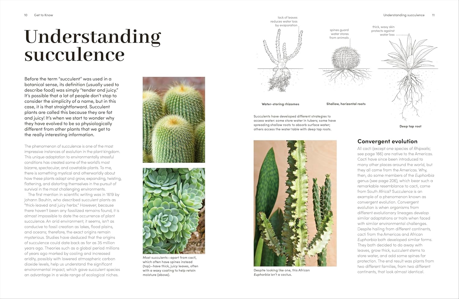 Cacti And Succulents: On-point Advice To Keep Your Plants Looking Sharp