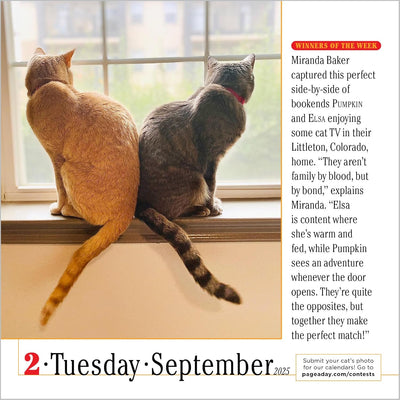 365 Cats Page-A-Day Calendar 2025