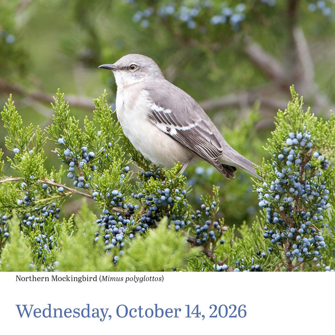 Page-A-Day Calendar 2026: Audubon Birds