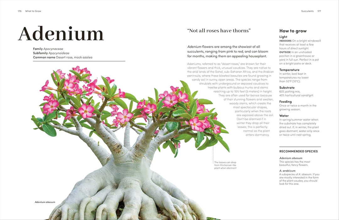 Cacti And Succulents: On-point Advice To Keep Your Plants Looking Sharp