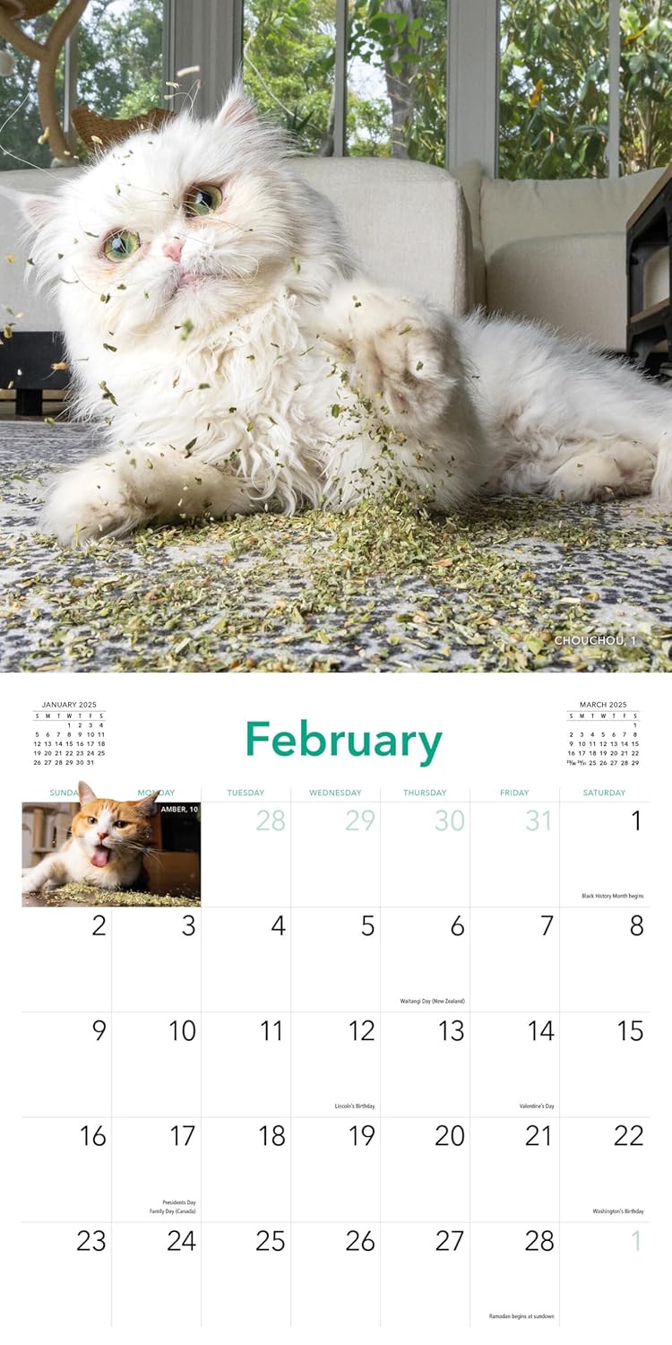 Cats On Catnip Wall Calendar 2025