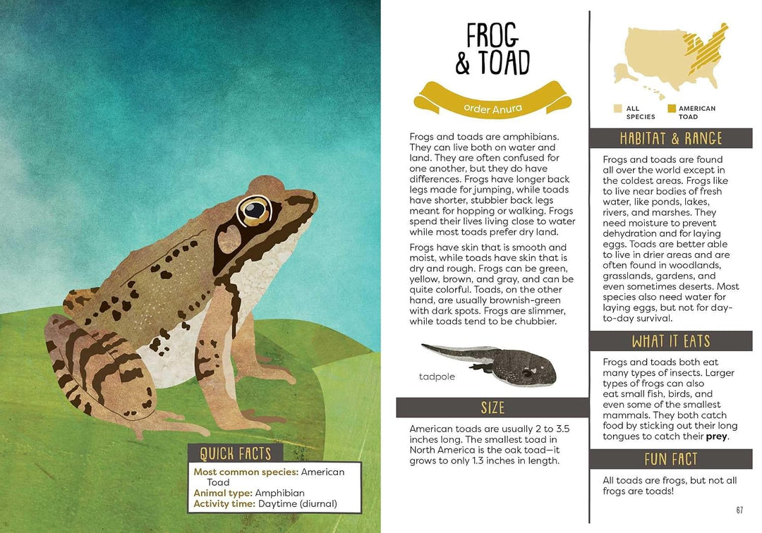 A Kid's Guide To Backyard Animals