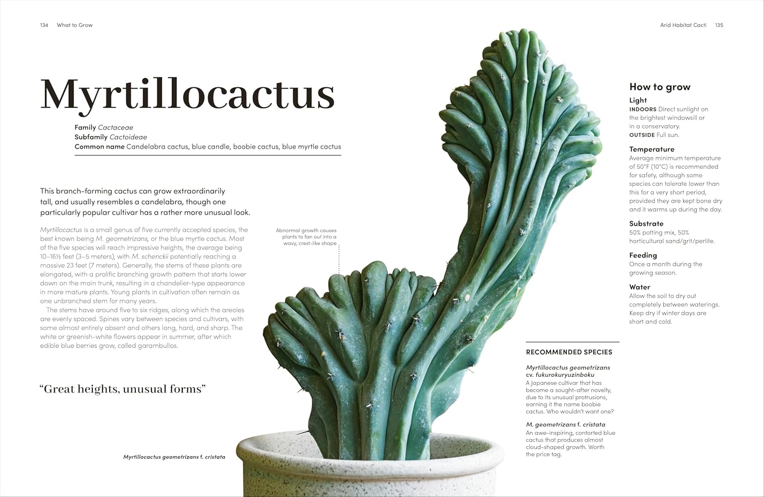 Cacti And Succulents: On-point Advice To Keep Your Plants Looking Sharp