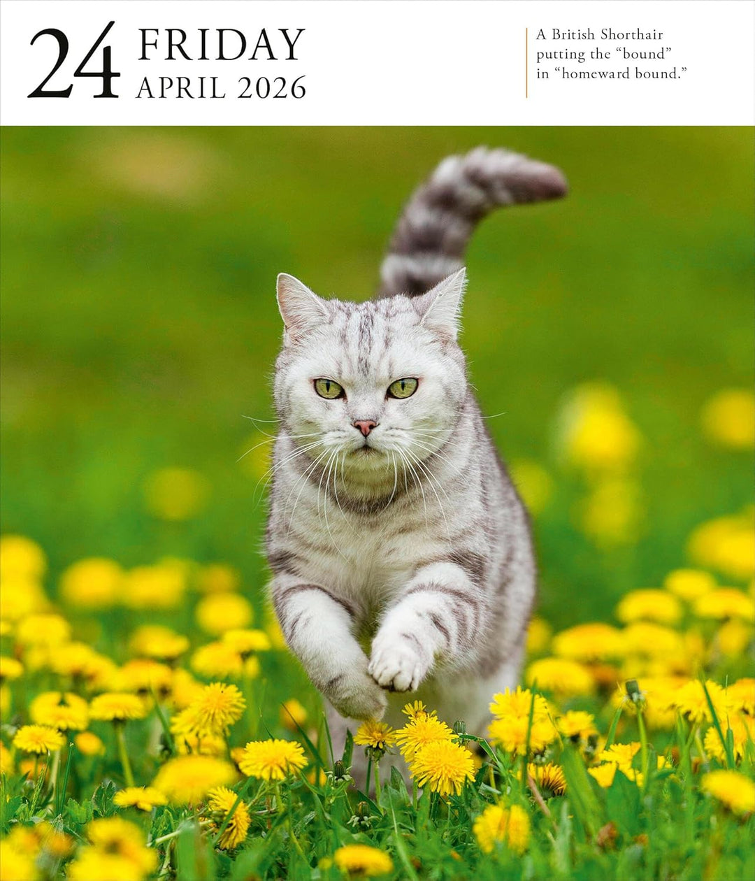 Page-A-Day Gallery Calendar 2026: Cats