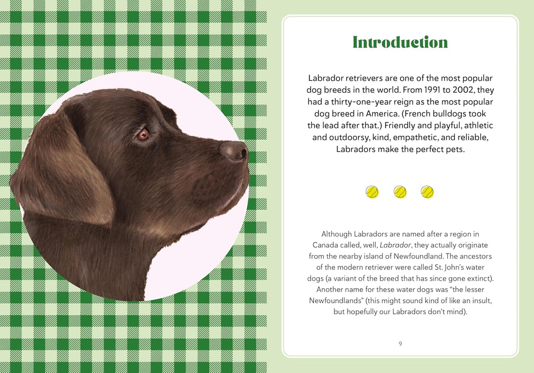 A Labrador Life: What To Know And Love About The Labrador Retreiver