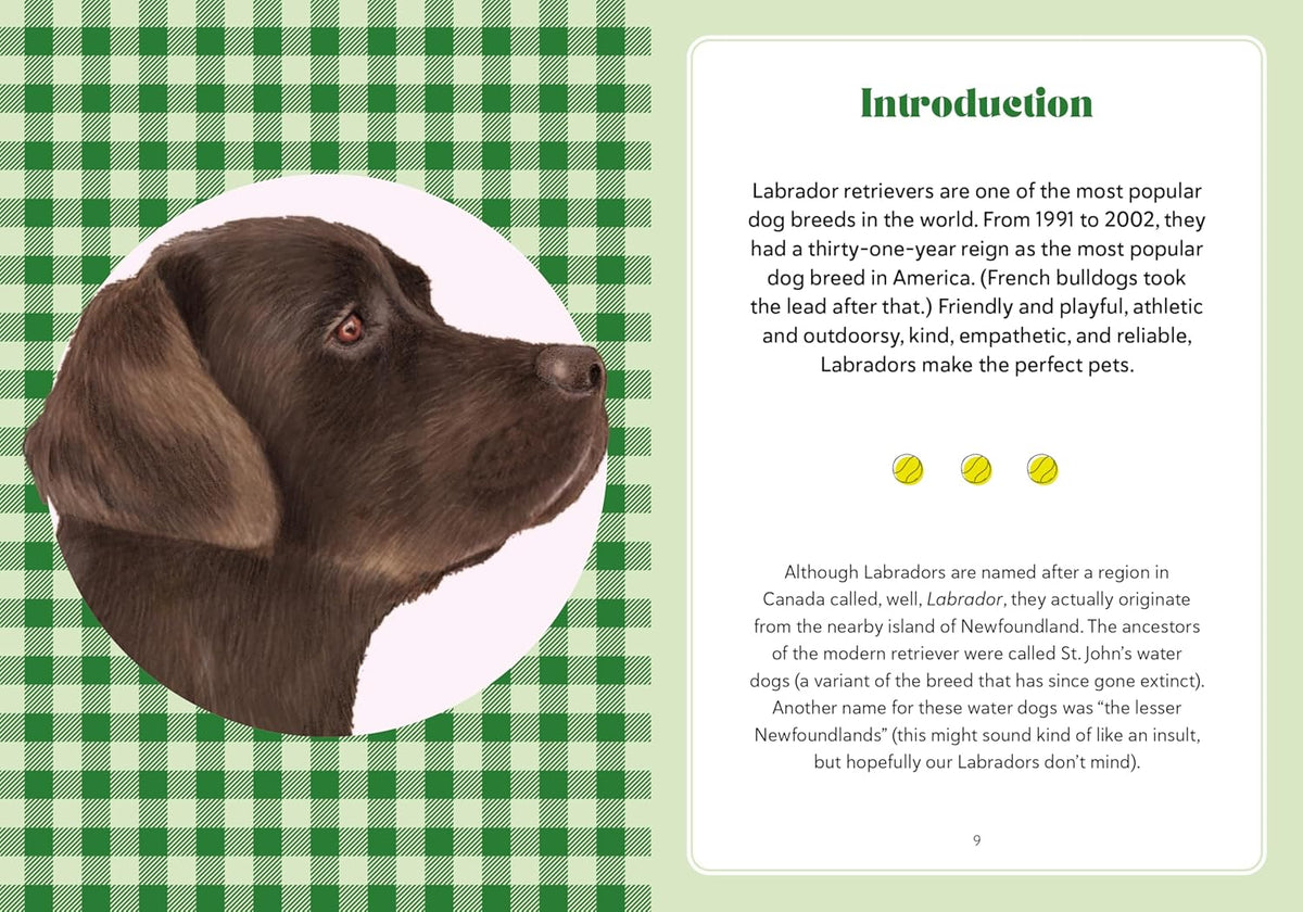 A Labrador Life: What To Know And Love About The Labrador Retreiver - Just Fabulous Palm Springs