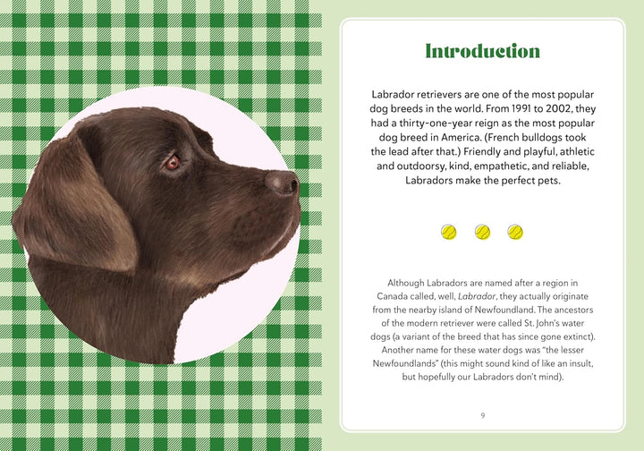 A Labrador Life: What To Know And Love About The Labrador Retreiver