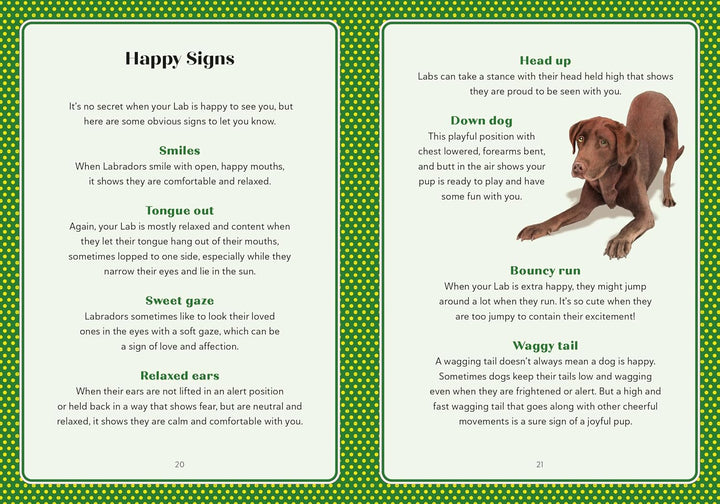 A Labrador Life: What To Know And Love About The Labrador Retreiver