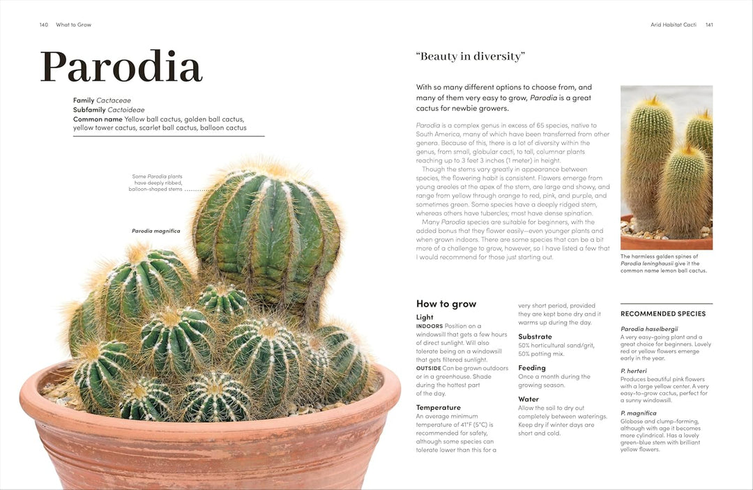 Cacti And Succulents: On-point Advice To Keep Your Plants Looking Sharp