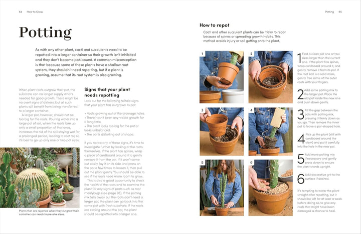 Cacti And Succulents: On-point Advice To Keep Your Plants Looking Sharp