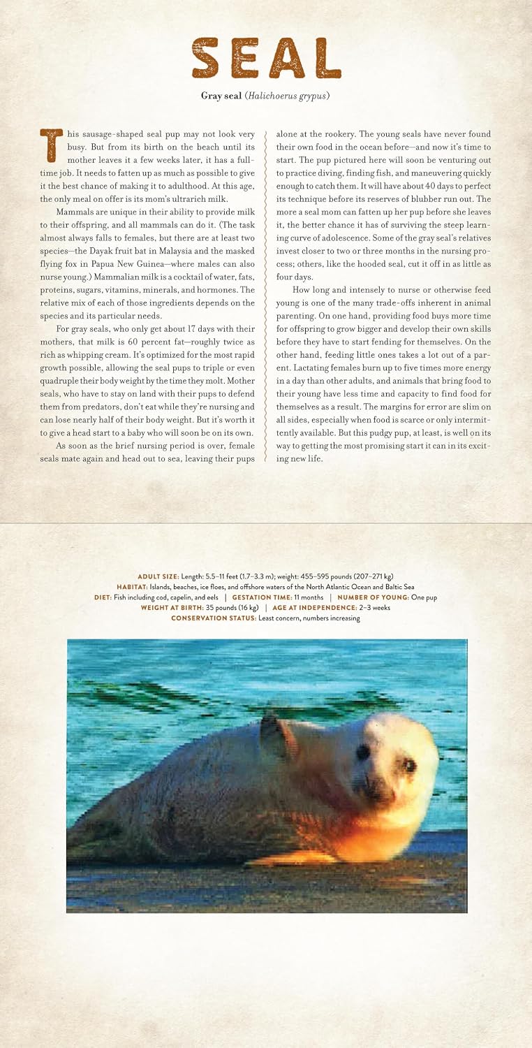 Babies - Photicular Book