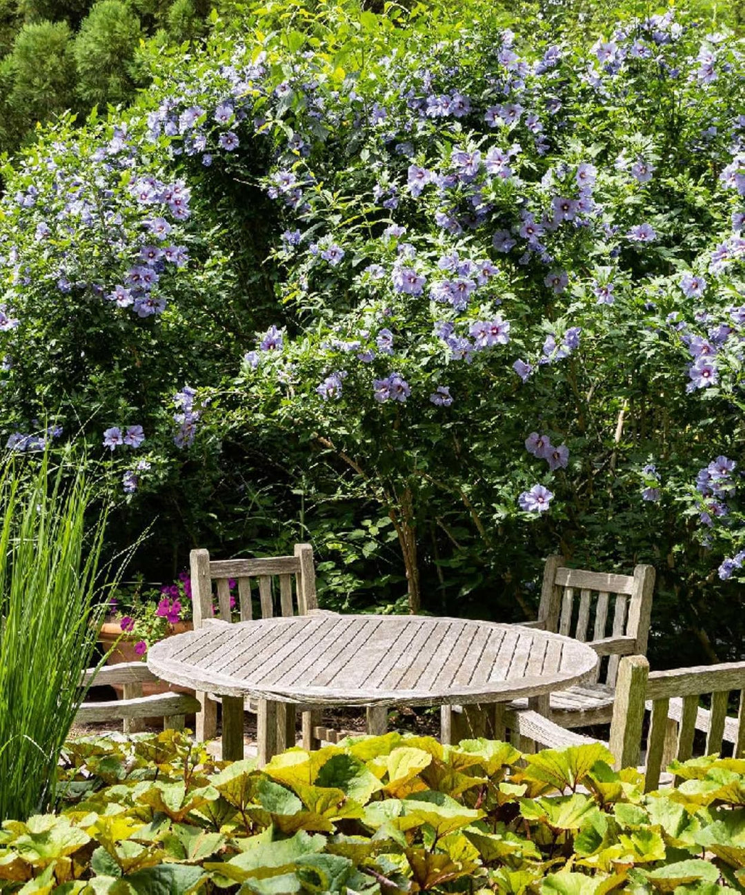 The Gardens Of The Hamptons: Grand Estates, Village Jewels, And Public Sanctuaries
