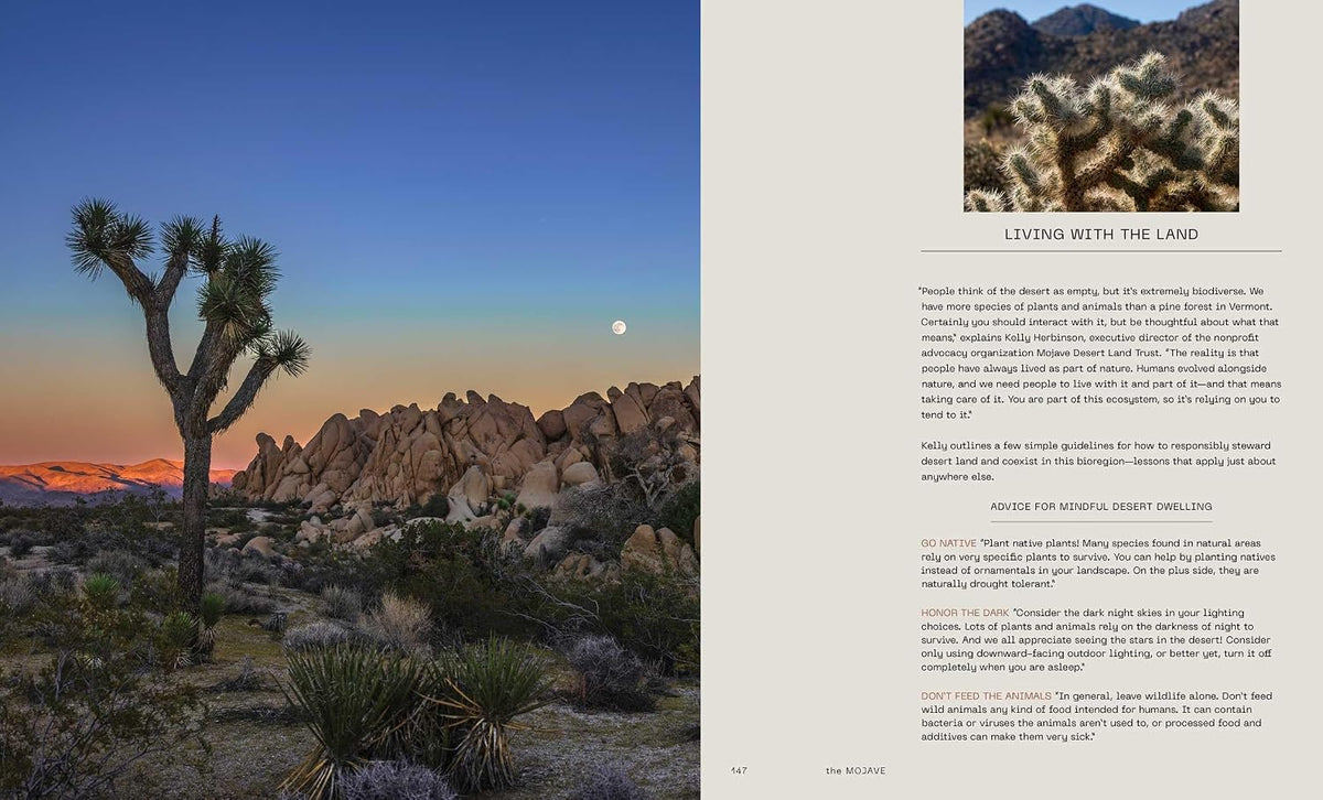 Desert Dreaming