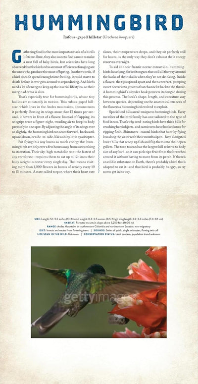 Birds - Photicular Book