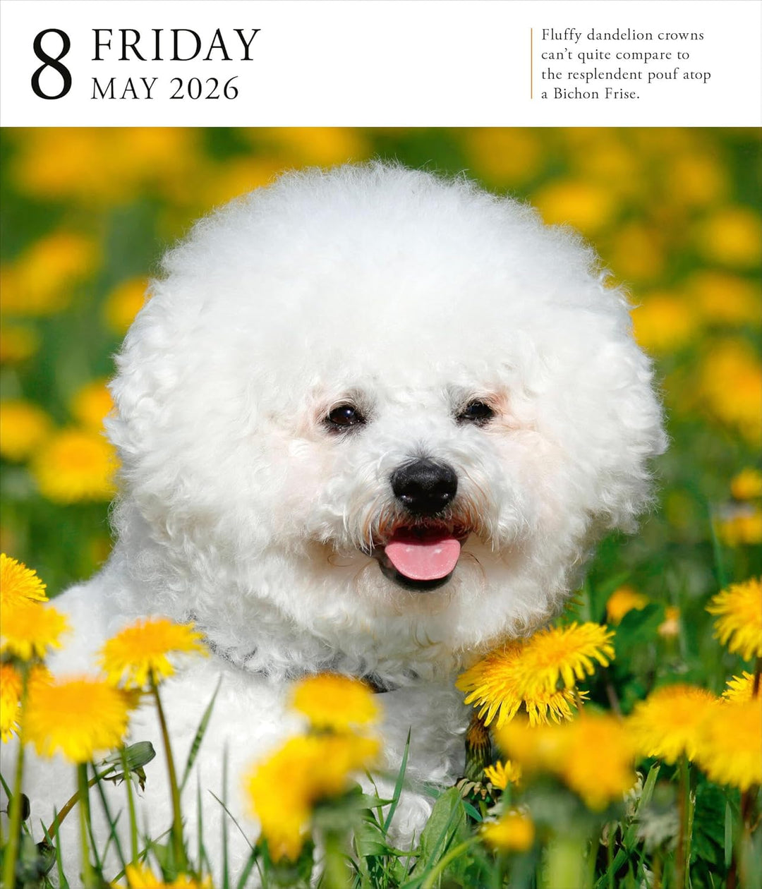 Page-A-Day Gallery Calendar 2026: Dogs