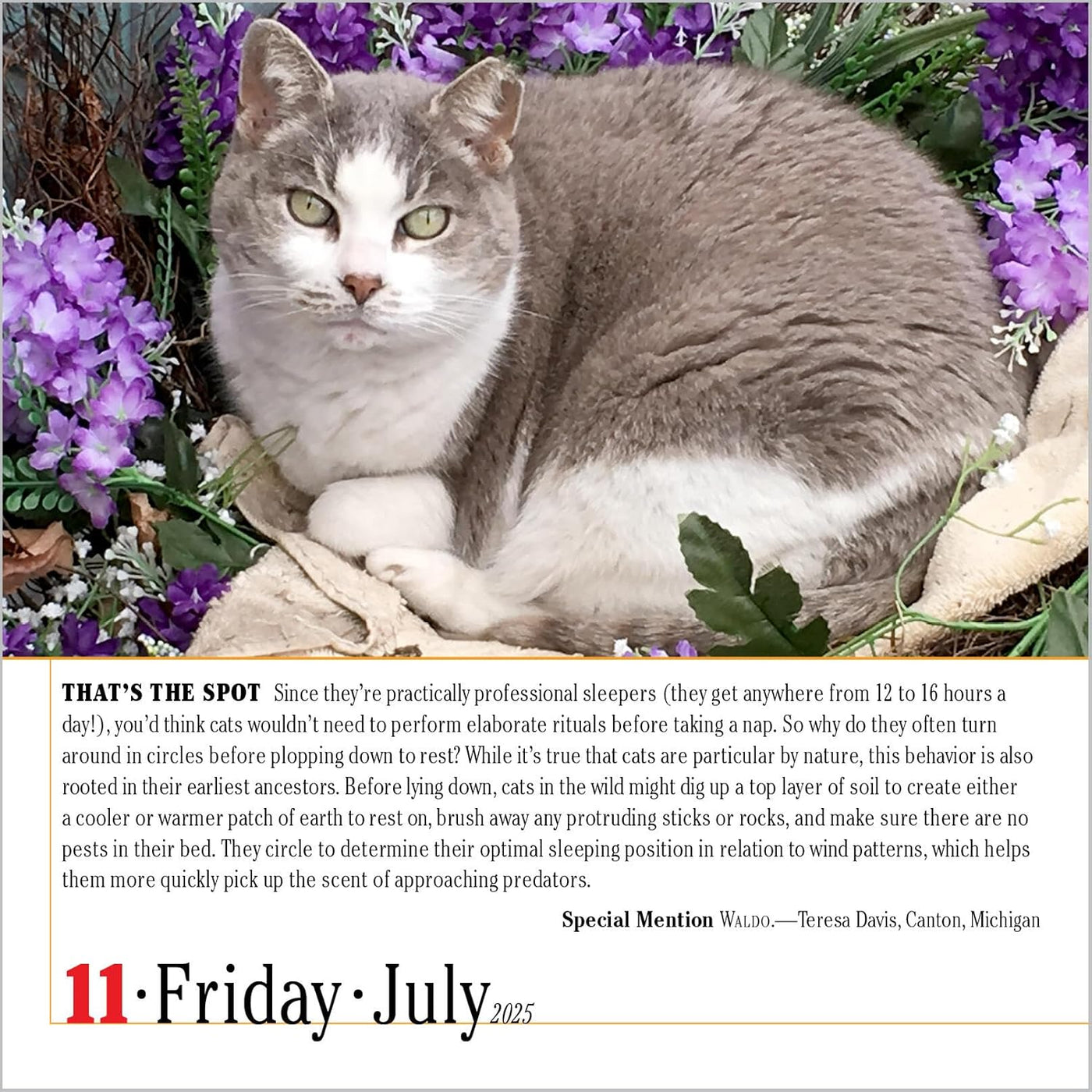 365 Cats Page-A-Day Calendar 2025