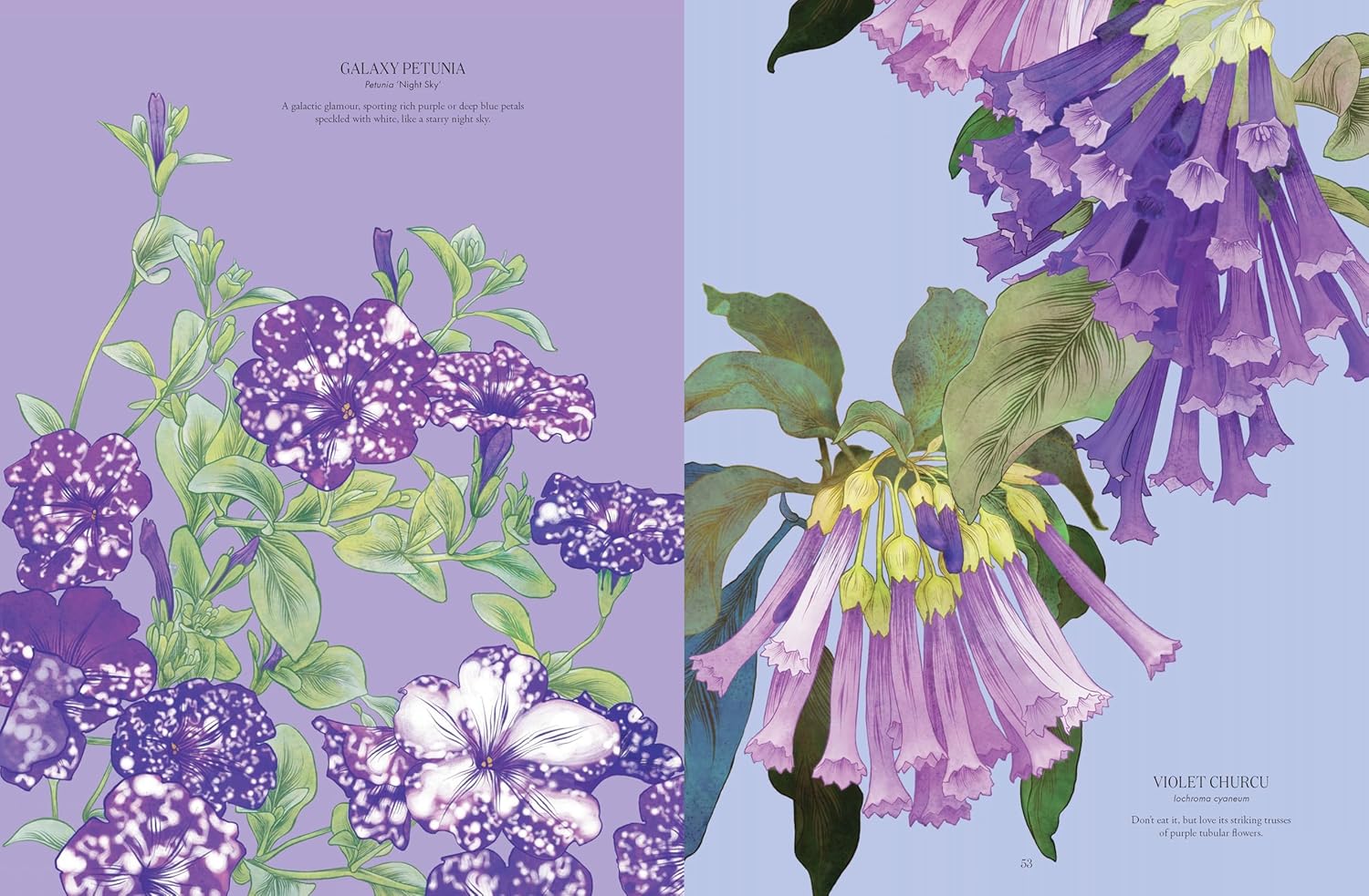 Petal: The World Of Flowers Through An Artist's Eye