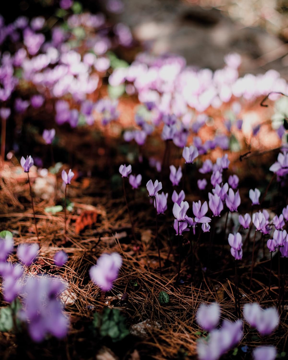 Wildflowers