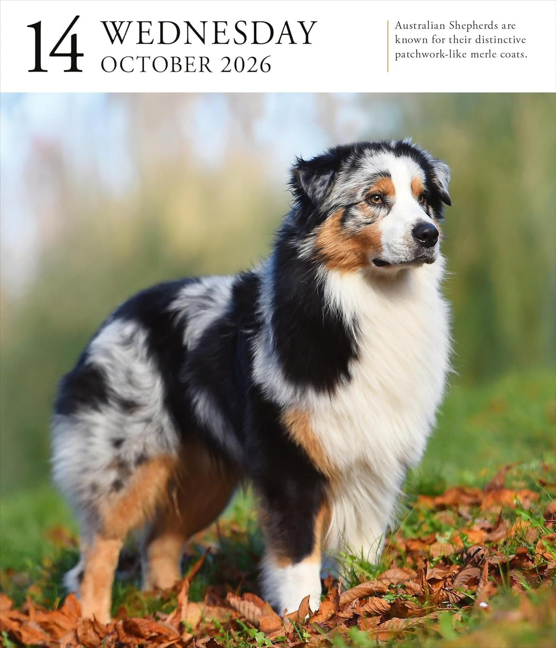 Page-A-Day Gallery Calendar 2026: Dogs