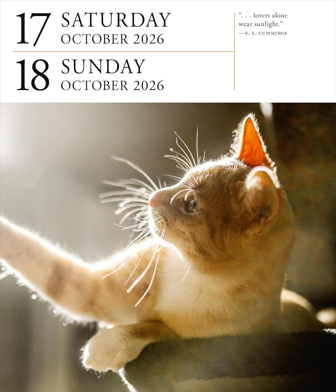 Page-A-Day Gallery Calendar 2026: Cats