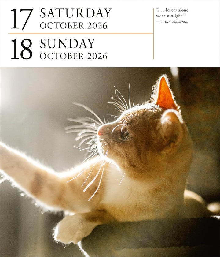 Page-A-Day Gallery Calendar 2026: Cats